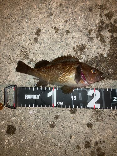 ガヤの釣果