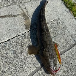 マゴチ