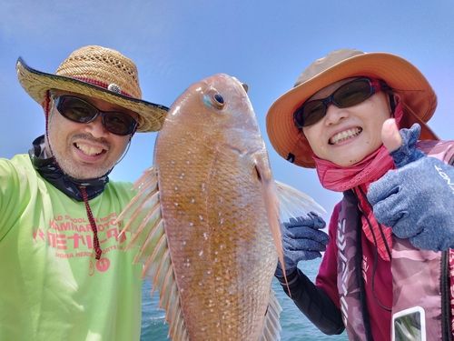 マダイの釣果