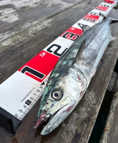 サゴシの釣果