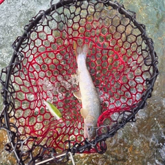 イワナの釣果