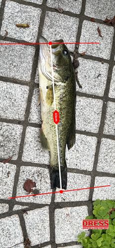 ブラックバスの釣果