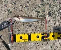 シロギスの釣果