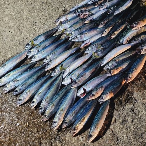 サバの釣果