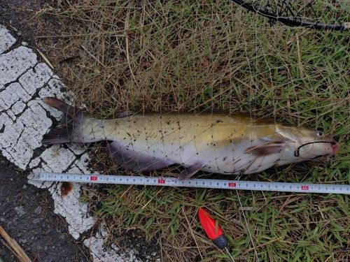 アメリカナマズの釣果