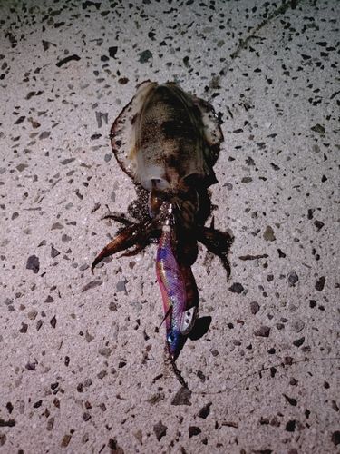 アオリイカの釣果