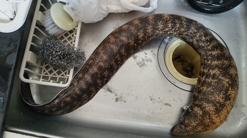 ウツボの釣果