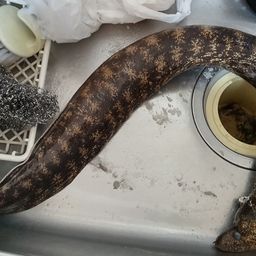ウツボ