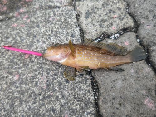 キジハタの釣果