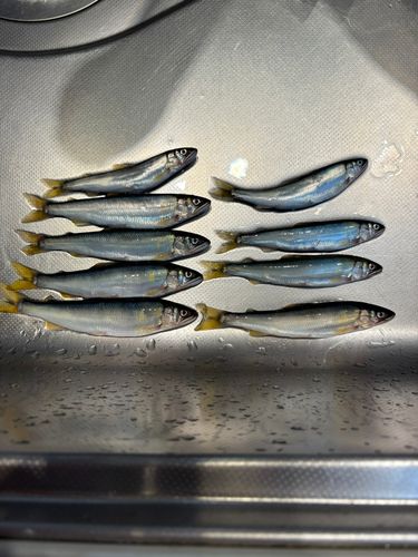コアユの釣果