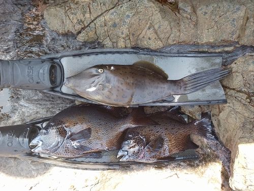 イシガキダイの釣果