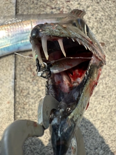 タチウオの釣果
