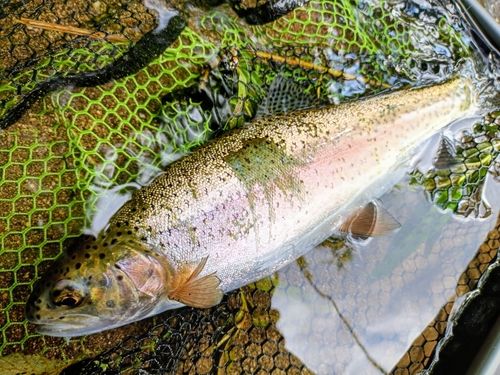 ニジマスの釣果