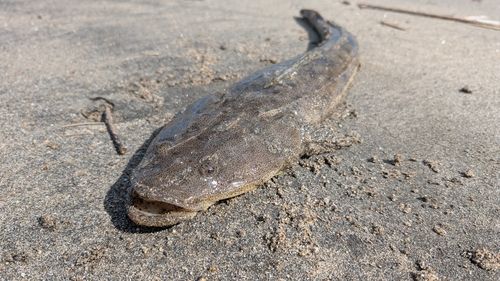 マゴチの釣果
