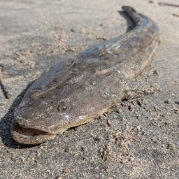 マゴチ