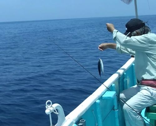 ウルメイワシの釣果