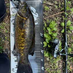 スモールマウスバス