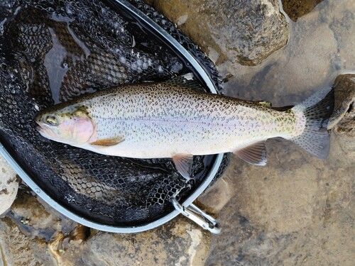 ニジマスの釣果