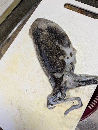 シリヤケイカの釣果