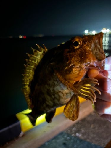 アラカブの釣果