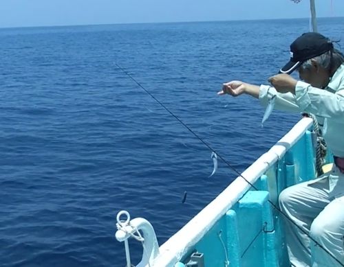 ゴマサバの釣果