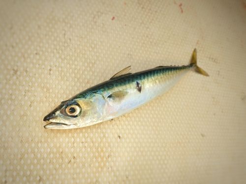 サバの釣果