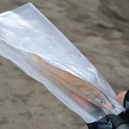 シロギス