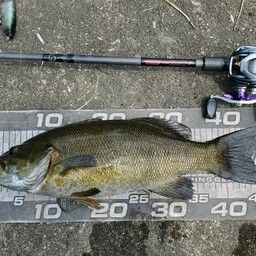 スモールマウスバス