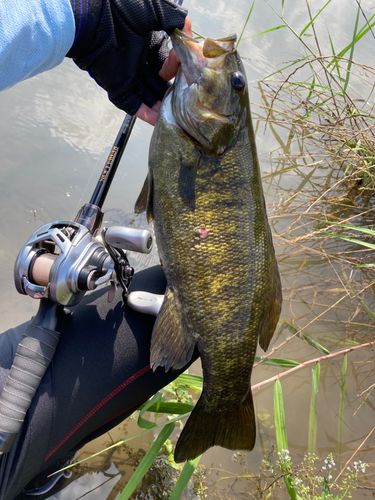 スモールマウスバスの釣果