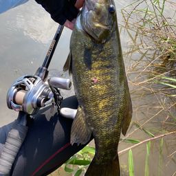 スモールマウスバス