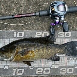 スモールマウスバス