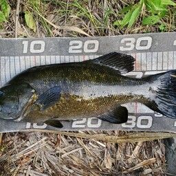 スモールマウスバス