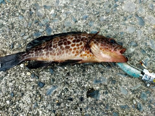 オオモンハタの釣果