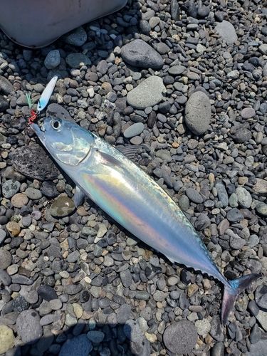 ソウダガツオの釣果