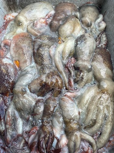 タコの釣果