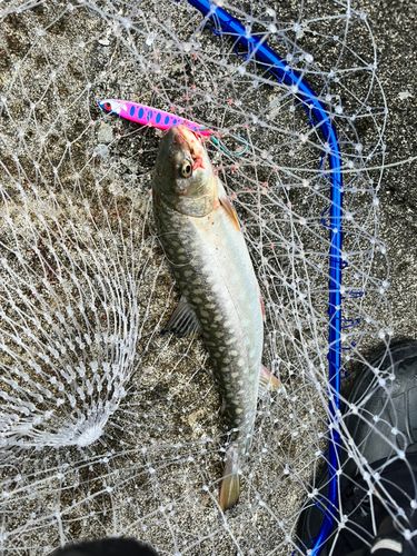 アメマスの釣果
