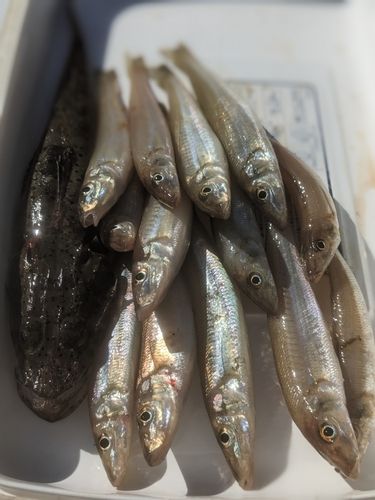 シロギスの釣果
