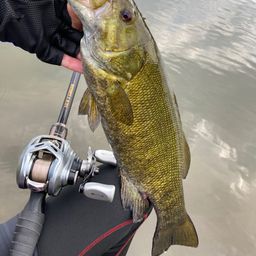 スモールマウスバス