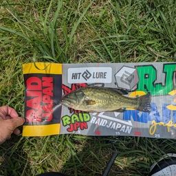 ラージマウスバス