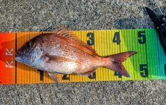 マダイの釣果