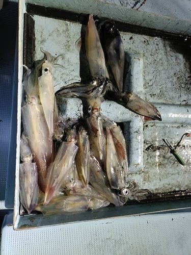 イカの釣果