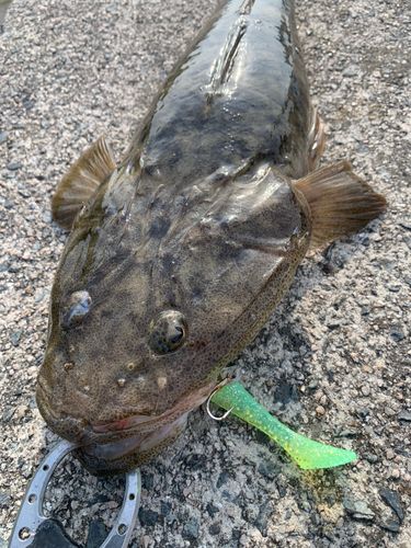 マゴチの釣果