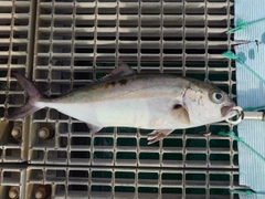 ネリゴの釣果