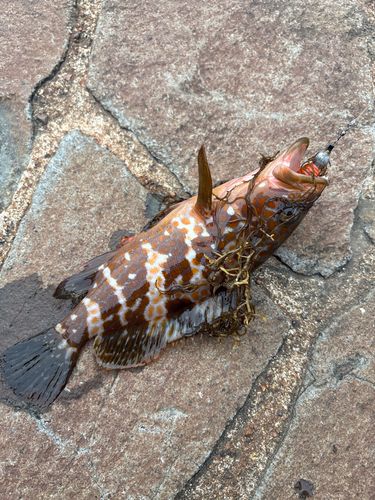 キジハタの釣果