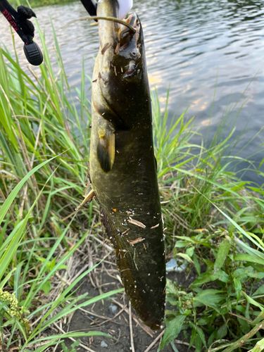 ナマズの釣果