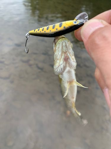 スモールマウスバス