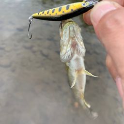 スモールマウスバス