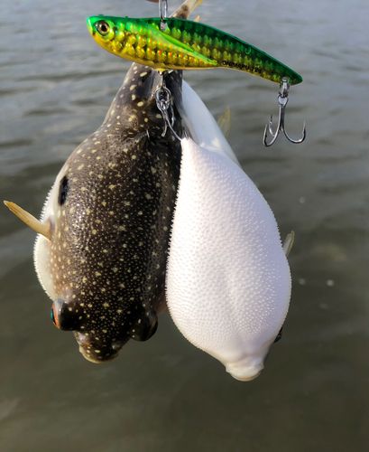 フグの釣果