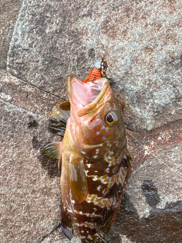 キジハタの釣果