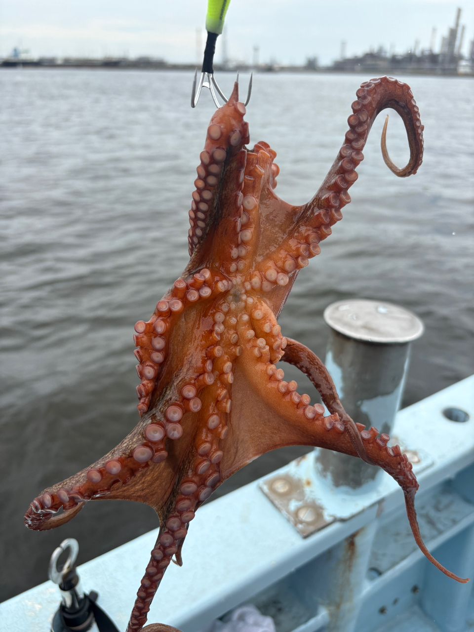 Suzuki Boyzさんの釣果 2枚目の画像